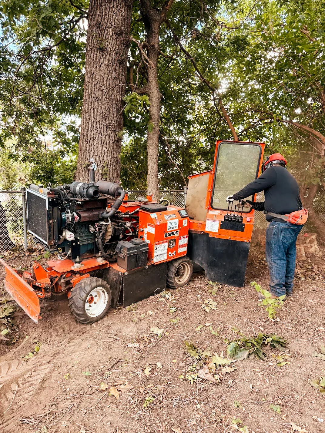 Stump grinder working at the base of a tree